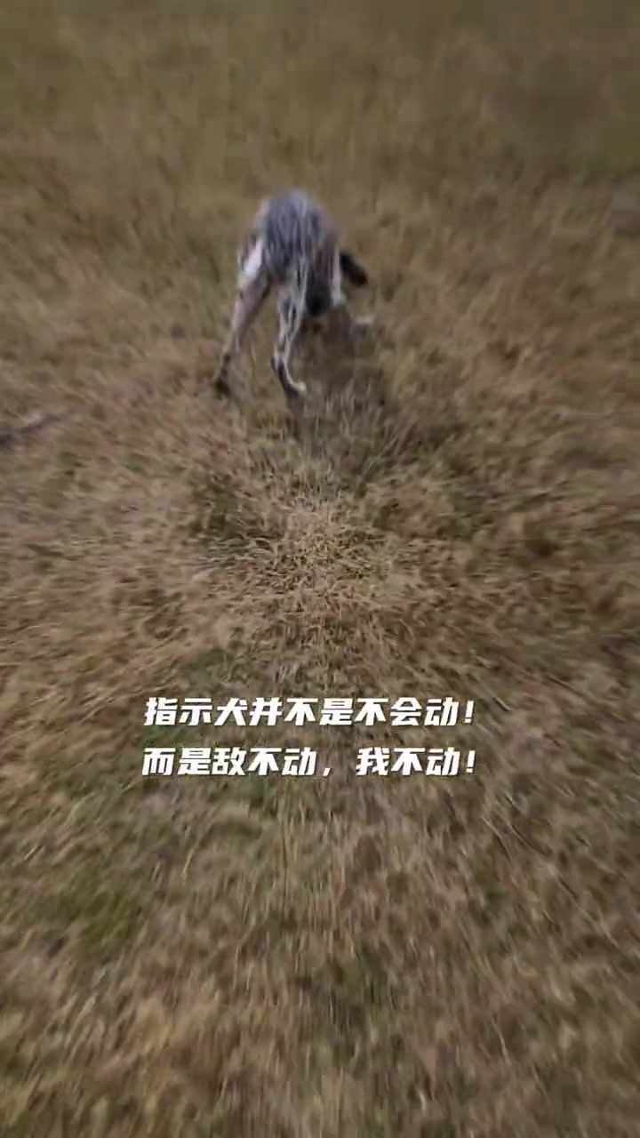 波音达幼犬实战指示训练.