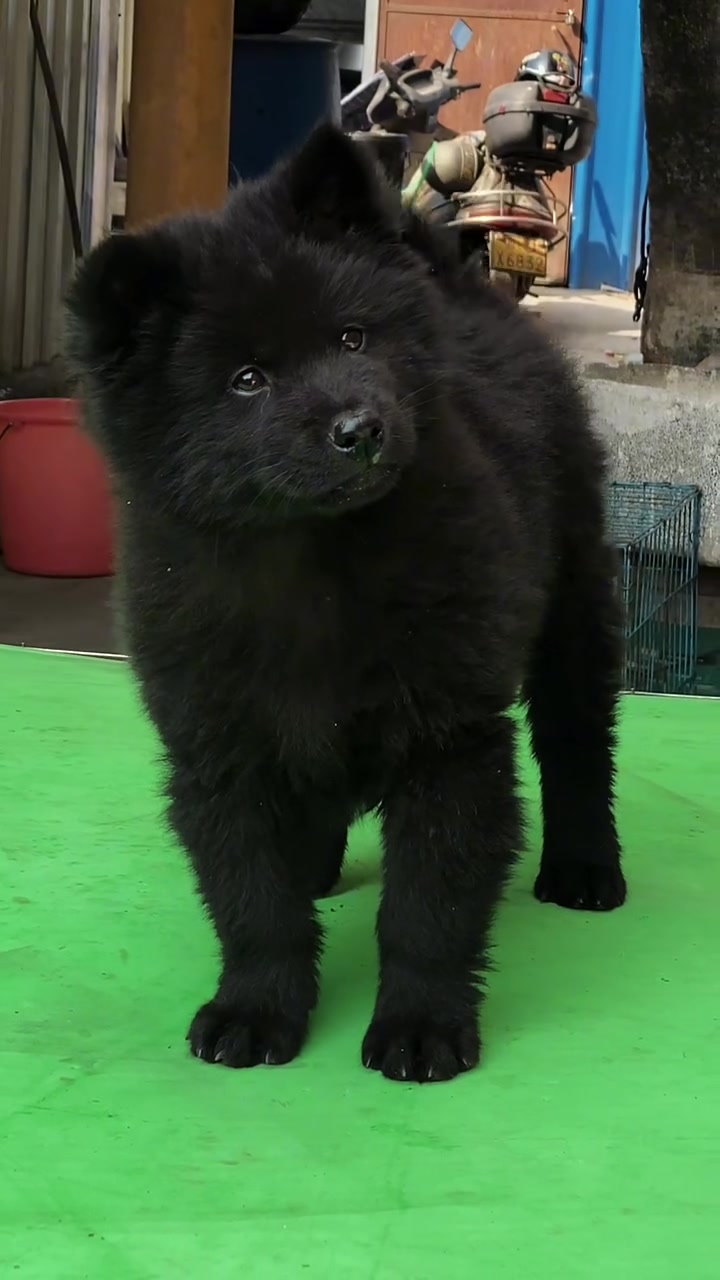 中华田园犬之五黑犬,全身上下无杂毛,十分罕见,也是田园犬的一种