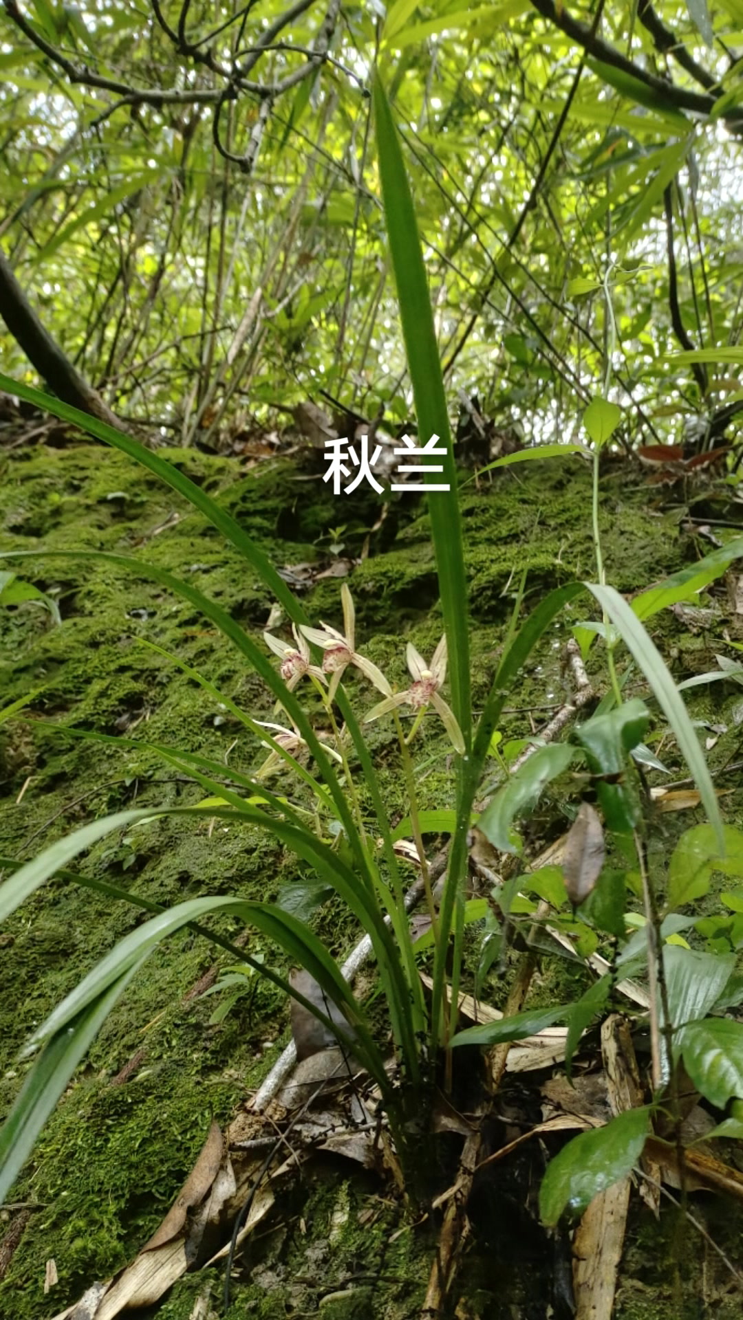 大山里的野生兰花 秋兰-度小视