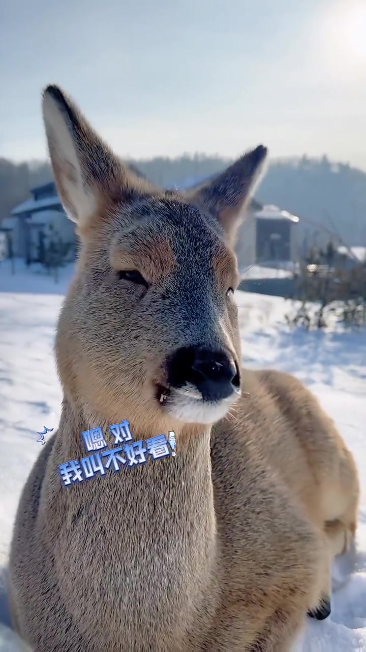 可爱小袍子上演"怼脸拍".网友:你吃啥呢?吃这么香