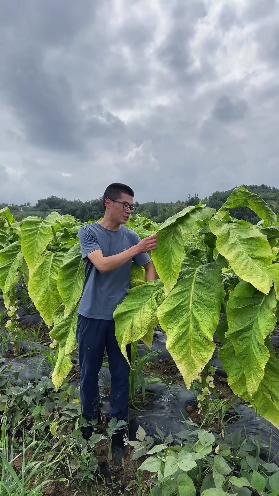 提高产量,特别是上部叶更开片,只需旺长期喷洒三次叶连根和长好烟