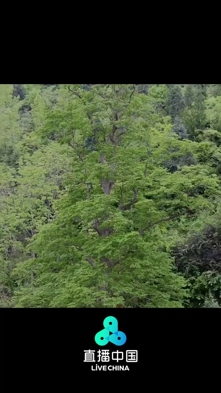 世界最高最大的千年紫薇王 在贵州省铜仁市印江土家族苗族自治县紫薇