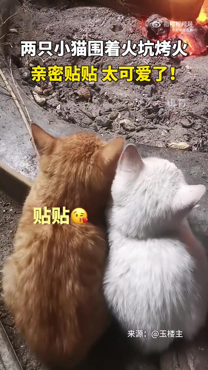 「2只小猫贴贴烤火太可爱」两只小猫咪围着火坑烤火,亲密贴贴的背影