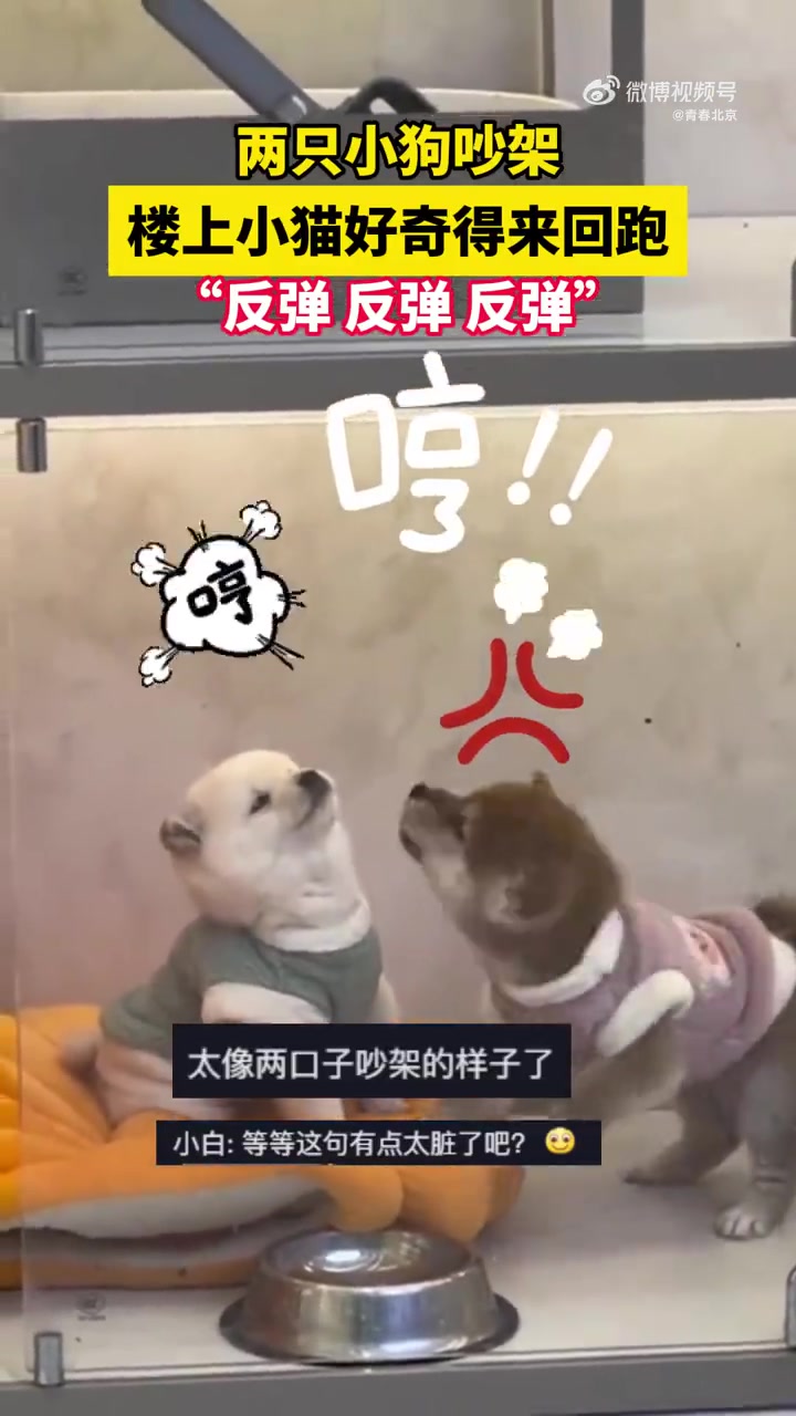 两只小狗吵架楼上小猫急得来回跑反弹反弹反弹瑞安新闻京团有话说小狗