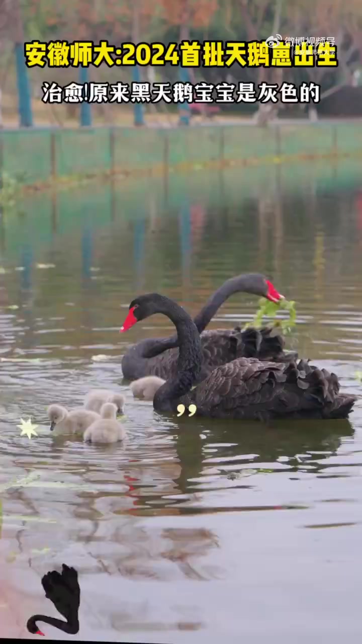 神奇动物在校园「小天鹅藏在妈妈背上太萌了」近日,校园内,一只天鹅幼