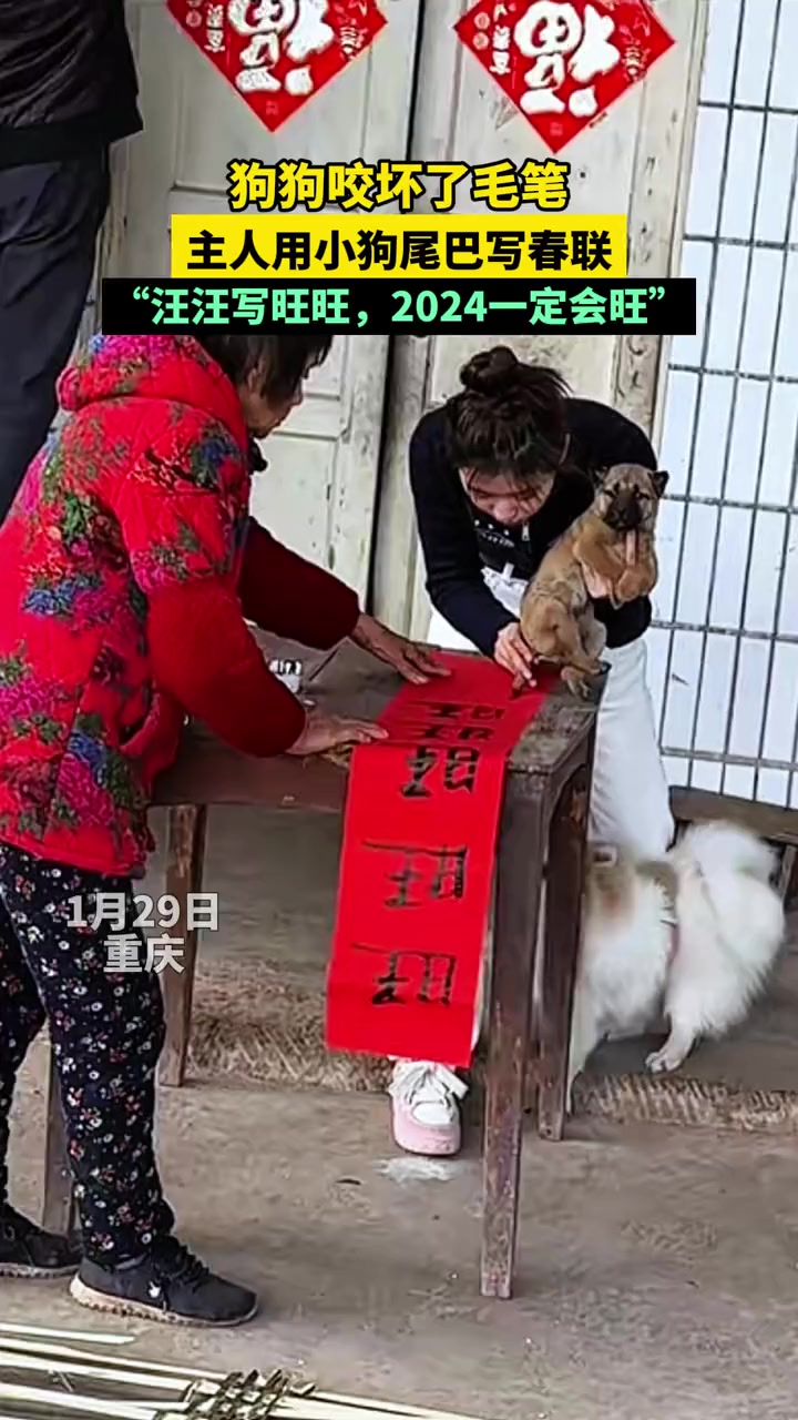狗狗咬坏毛笔主人用小狗尾巴写春联汪汪写旺旺2024一定会旺萌宠出道