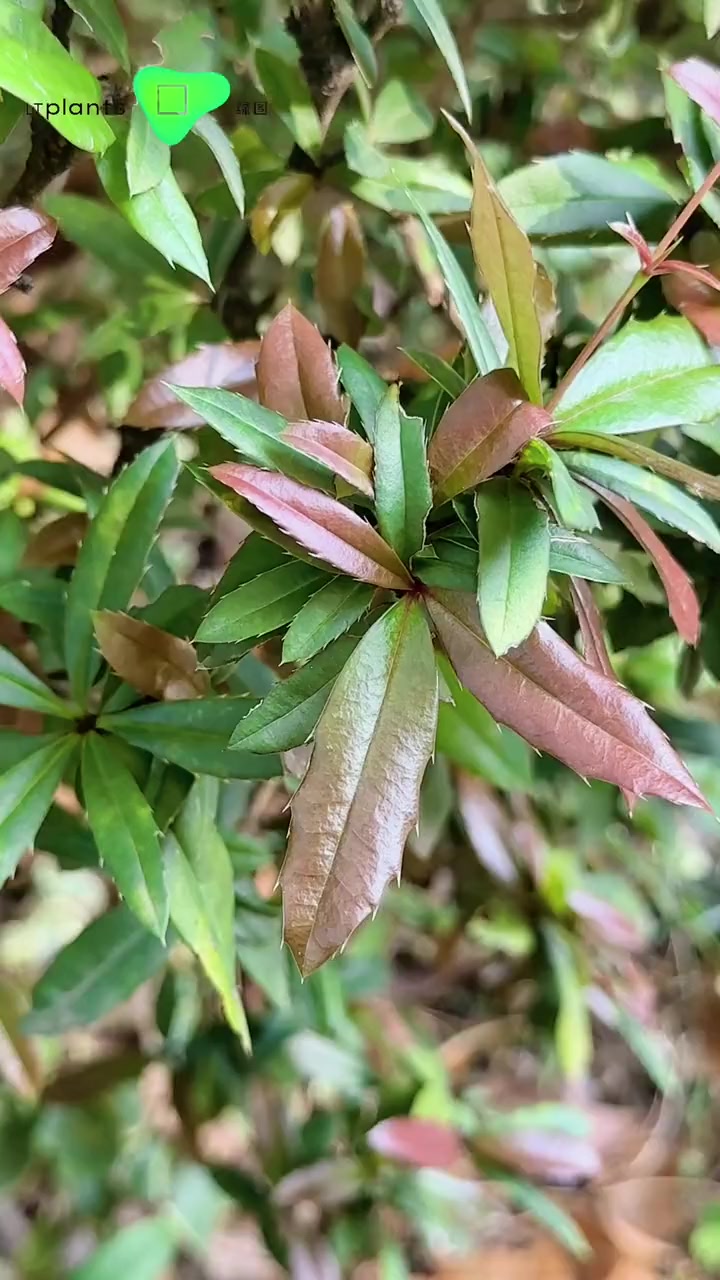 绿图每日植物:豪猪刺┃天然的绿篱 植物 设计 治愈 园林植物 苗木-度