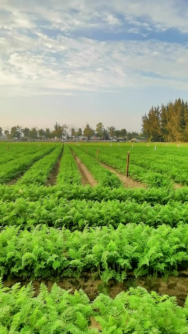 路边看到一大片胡萝卜地,还有一座上世纪六七十年代的历史"遗迹"高架