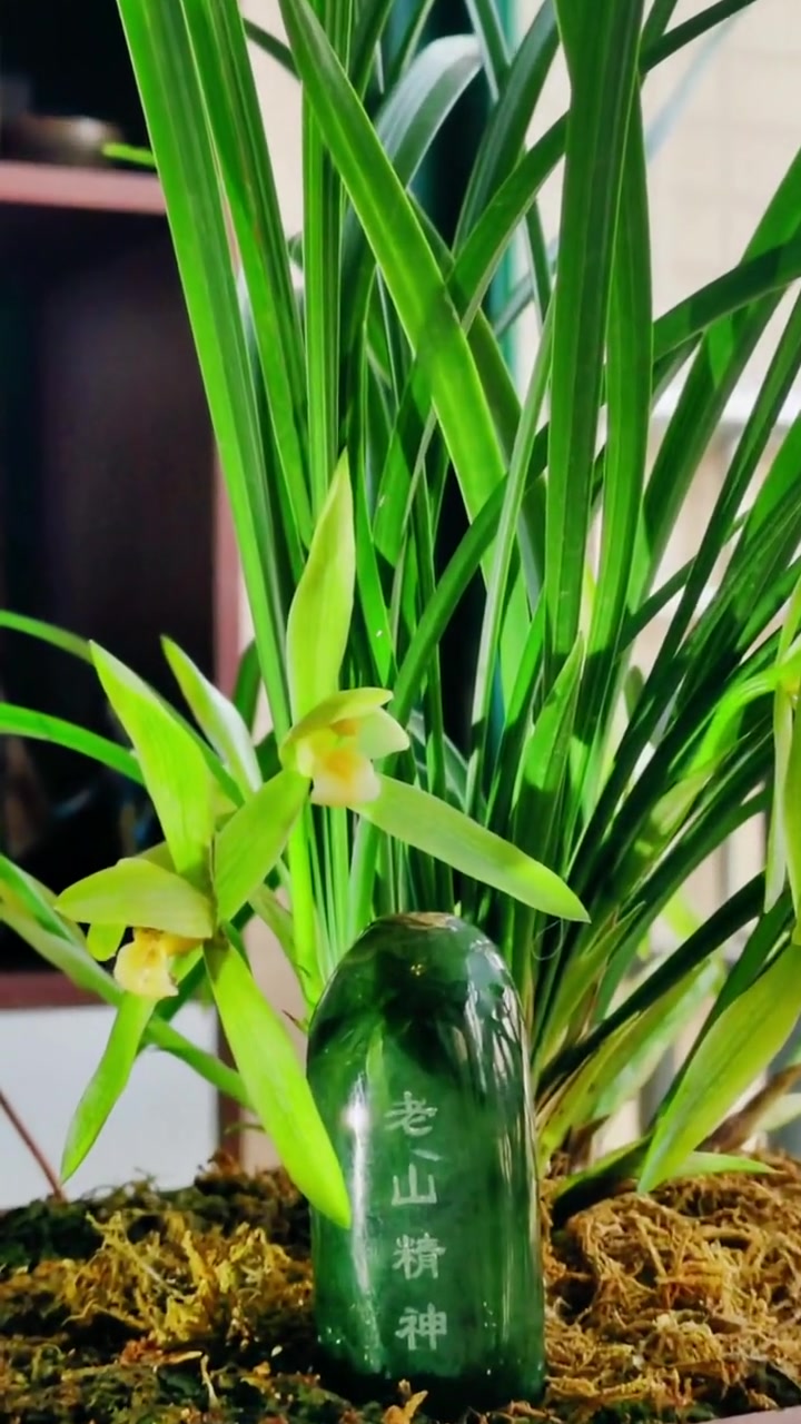 阴山作战战地卫生员安振江口琴吹奏经典曲目《我爱老山兰》我要上热门