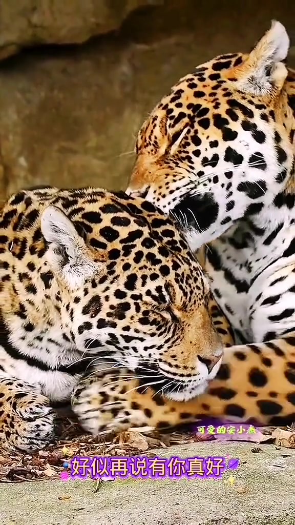 美洲豹和它的伴侣 动物世界 美洲豹 精彩片段 万物皆有灵性