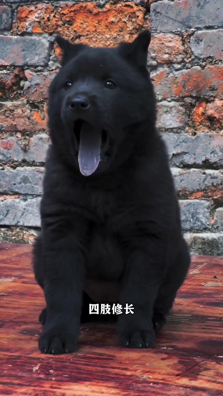 中华田园犬之五黑犬全身上下无杂毛十分罕见也是田园犬的一种