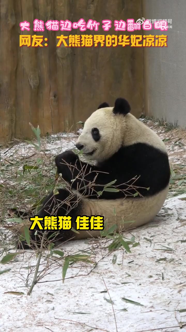 大熊猫有自己的华妃凉凉近日陕西秦岭大熊猫佛坪救护繁育研究基地大