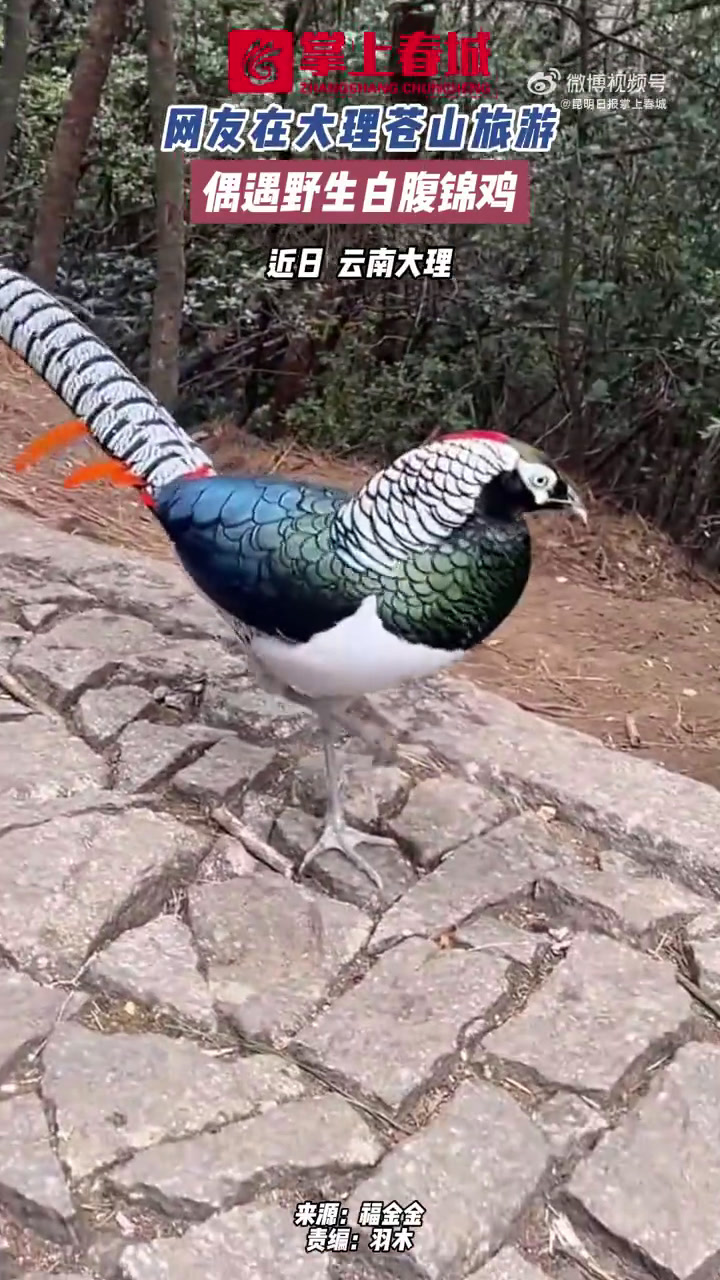 网友在大理偶遇野生白腹锦鸡近日云南大理网友在大理苍山旅游偶遇野生