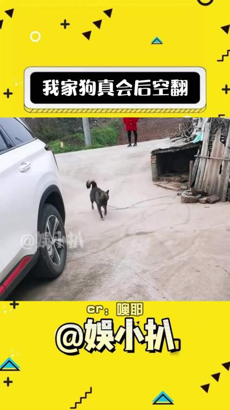 艾特朋友来看会后空翻的狗狗子的迷惑行为狗狗搞笑娱乐