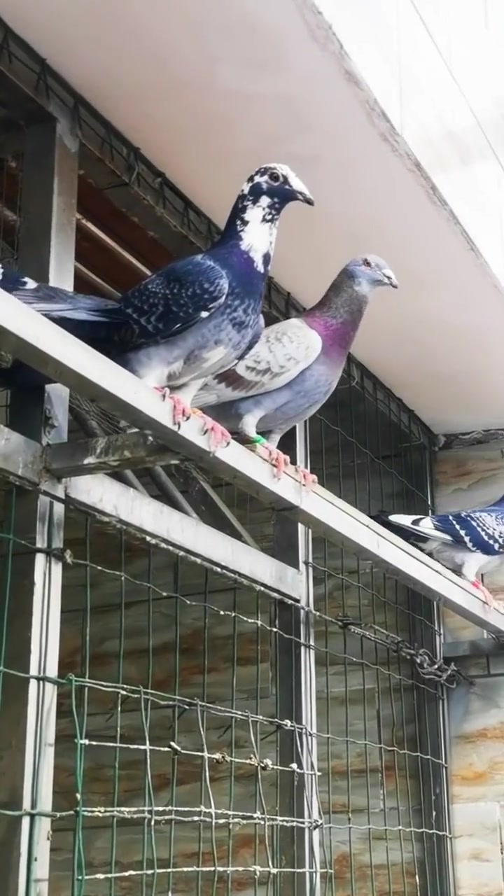 试试鸽友们的眼力这羽花头墨雨点是公还是母信鸽赛鸽鸽子