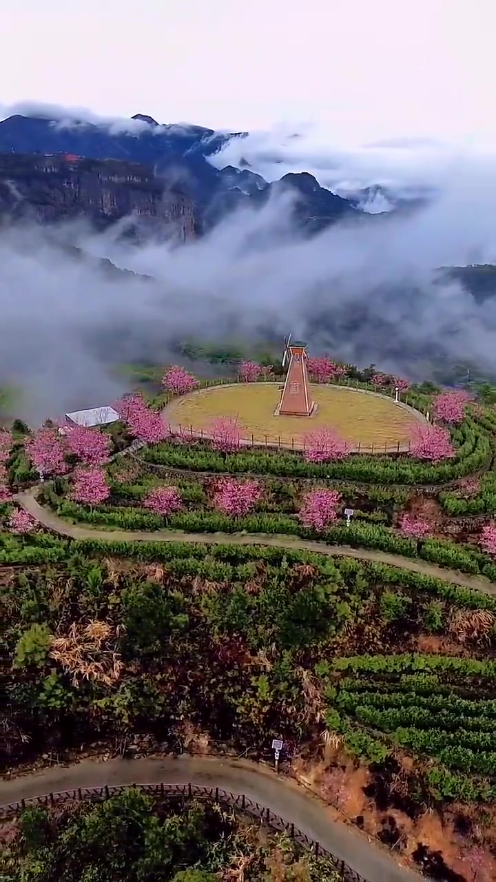 来乐清九龙茶园露营基地,感受被茶树与樱花包围的幸福感-度小视