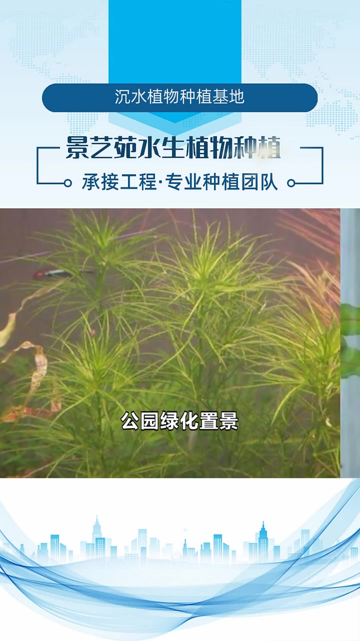 沉水植物种植基地