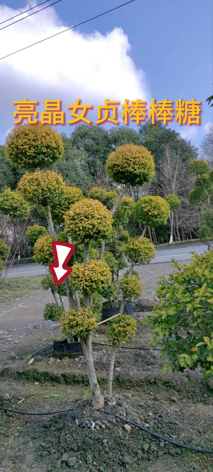 亮晶女贞棒棒糖,高度300cm,来自 现场实拍 三农 感受大自然的气息和