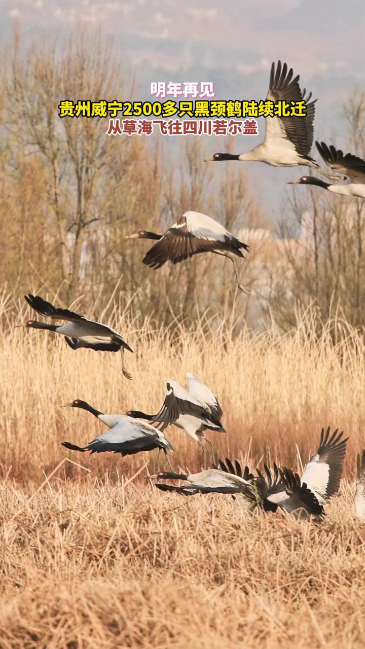 明年再见贵州威宁2500多只黑颈鹤陆续北迁从草海飞往四川若尔盖本地