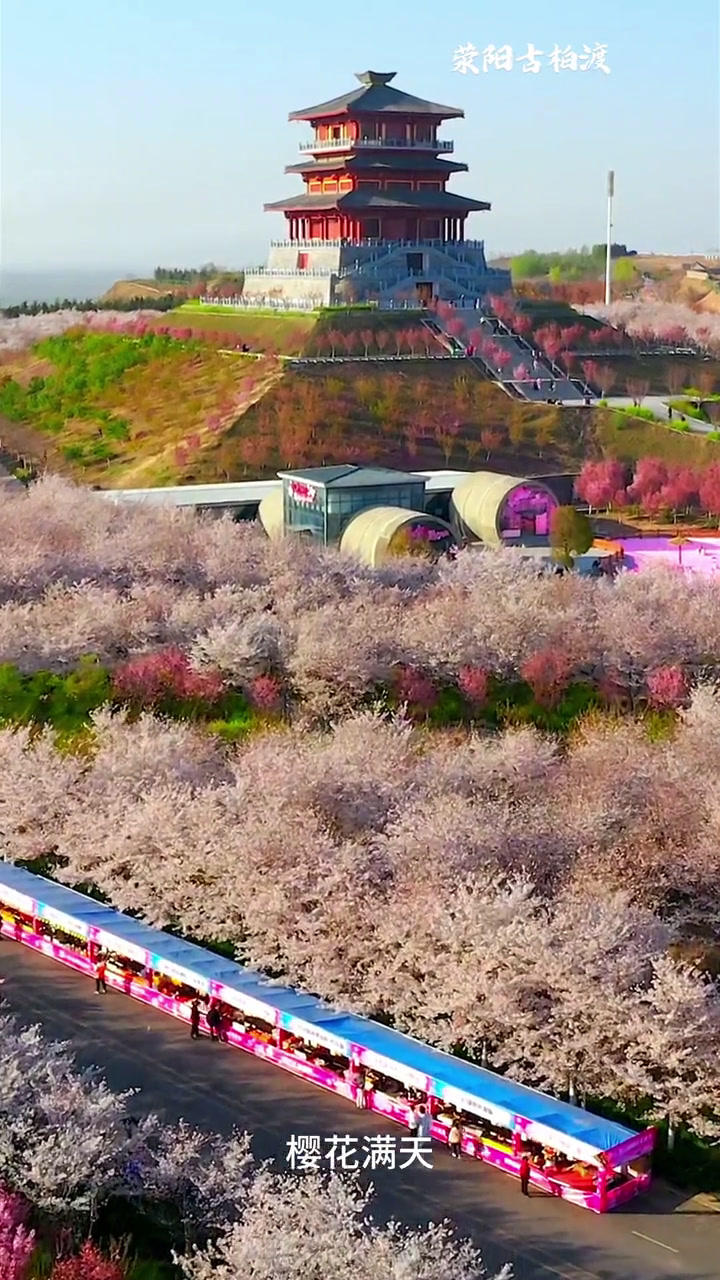 郑州赏樱好去处,古柏渡丰乐樱花园即将进入最佳观赏期!郑州赏樱好去处