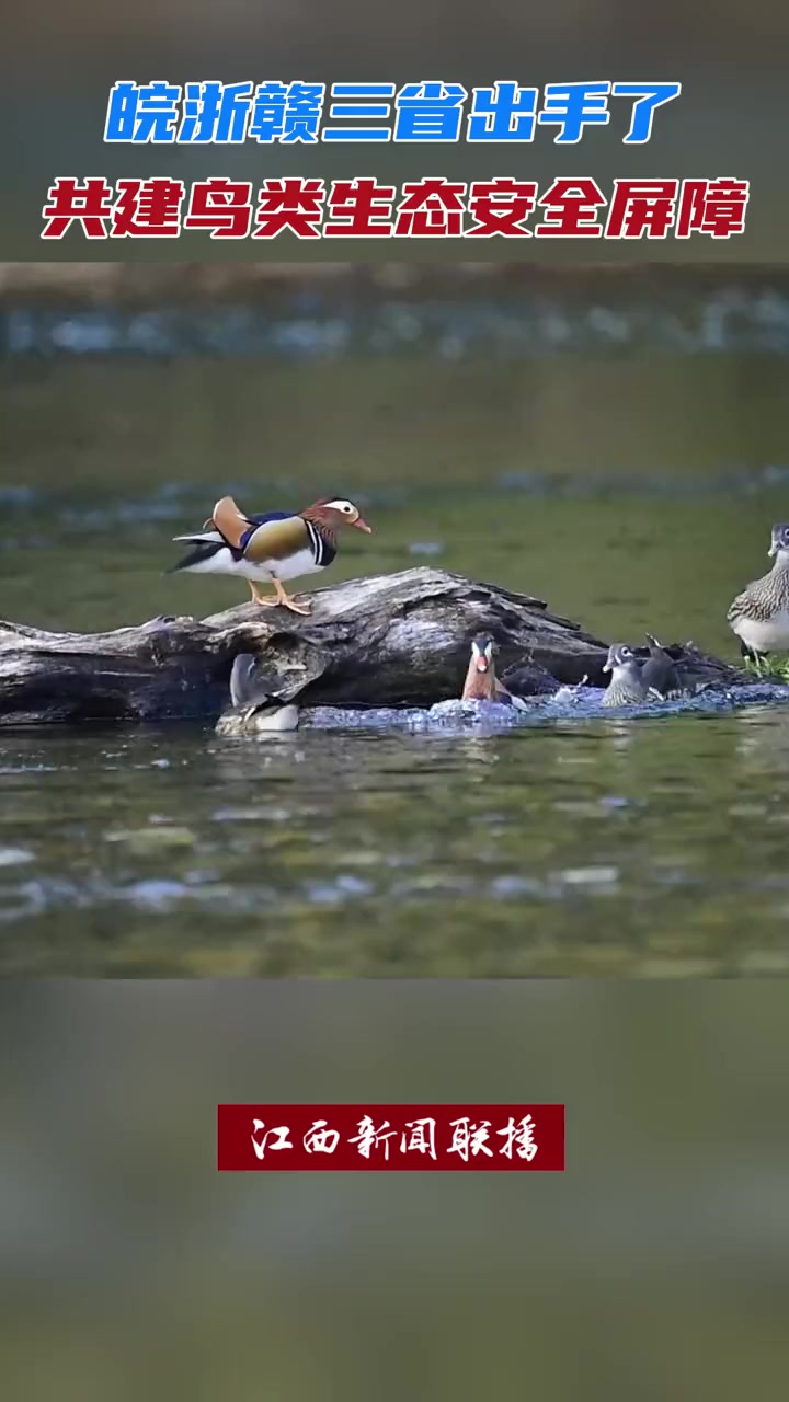江西婺源森林鸟类国家级自然保护区生态共建联盟也是全国唯一以森林