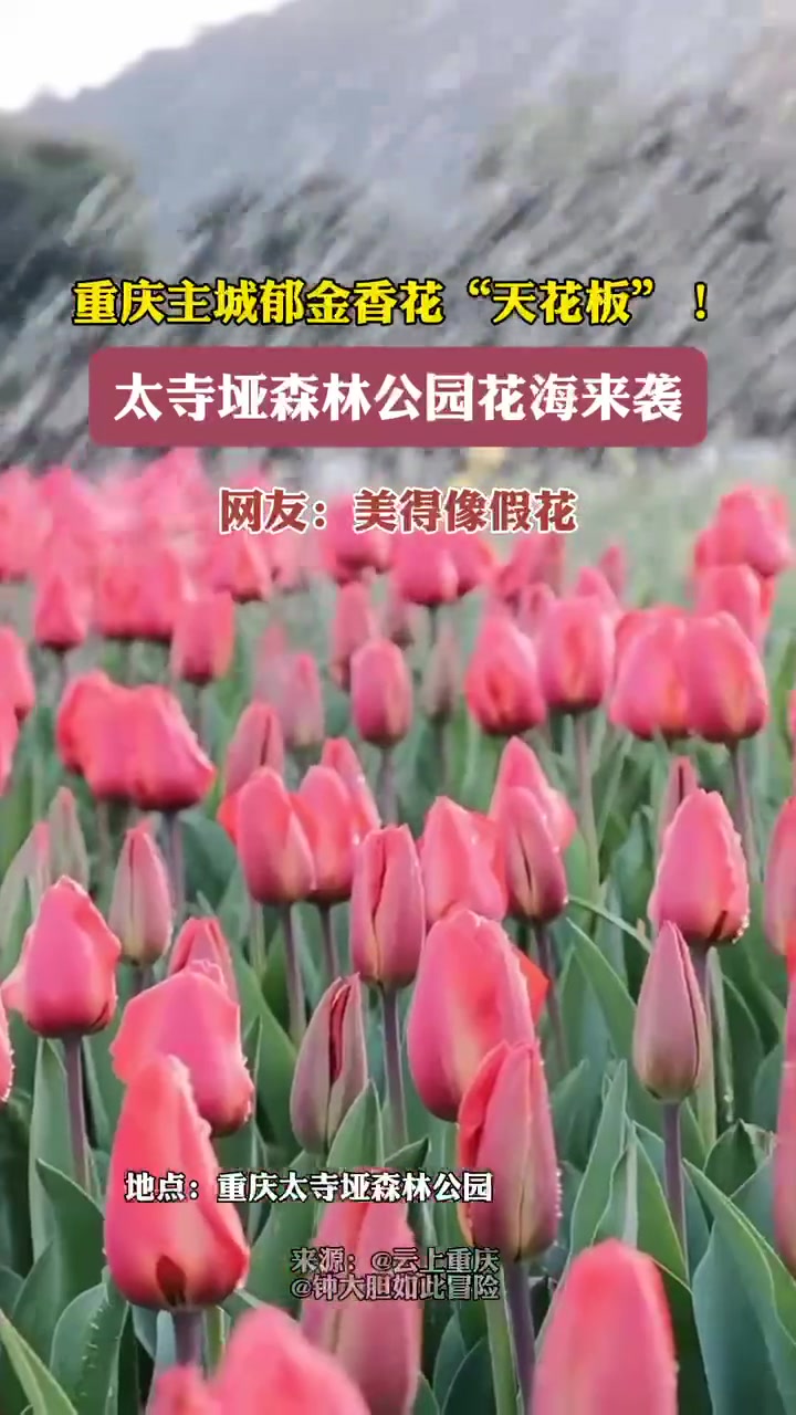 太寺垭森林公园花海来袭 重庆主城郁金香 赏花春游好去处 穿越花海赴