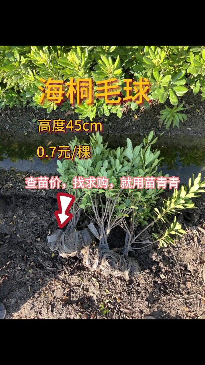 海桐毛球,高度45cm,来自 现场实拍 三农 花卉绿植 专业的事交给专业的