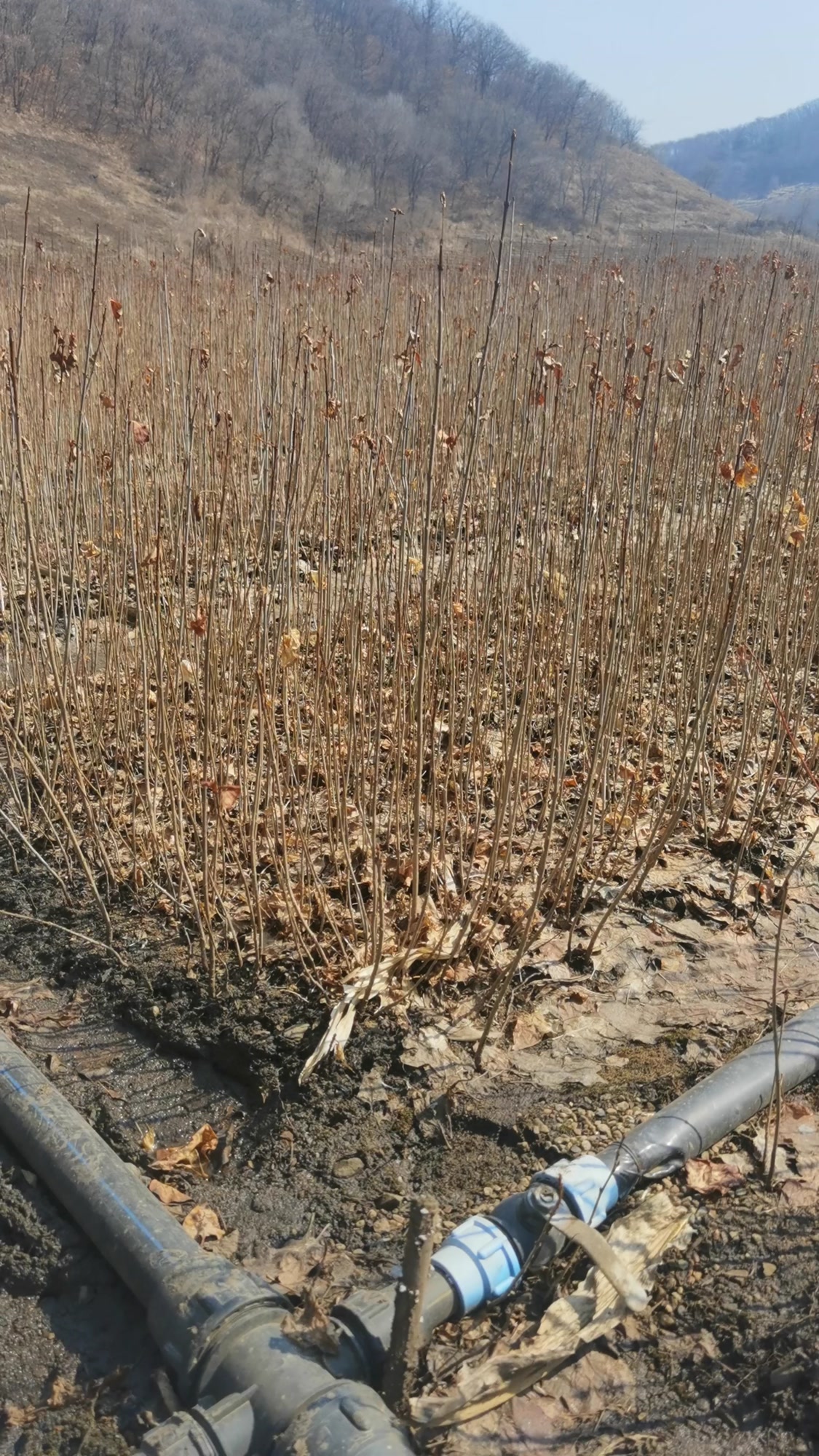 紫丁香小苗价格 大叶丁香 15—40公分高 辽宁自家种植-度小视