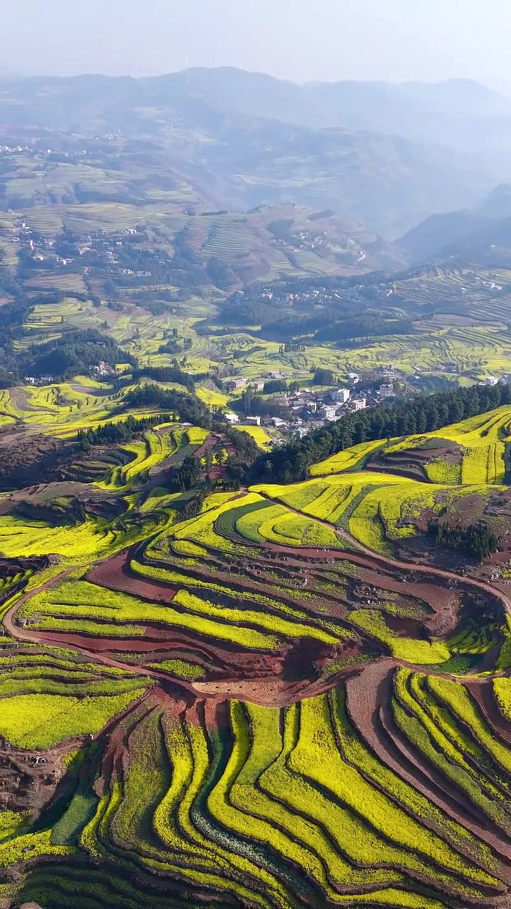 2到3月来云南旅居一定要来次曲靖罗平它会刷新你的认知,云南最大的不