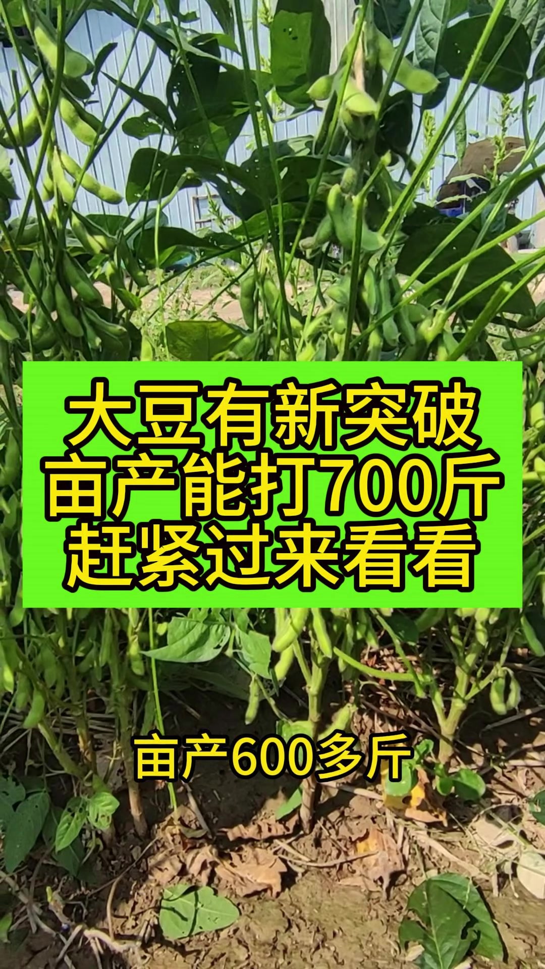 大豆有新突破亩产能打700斤