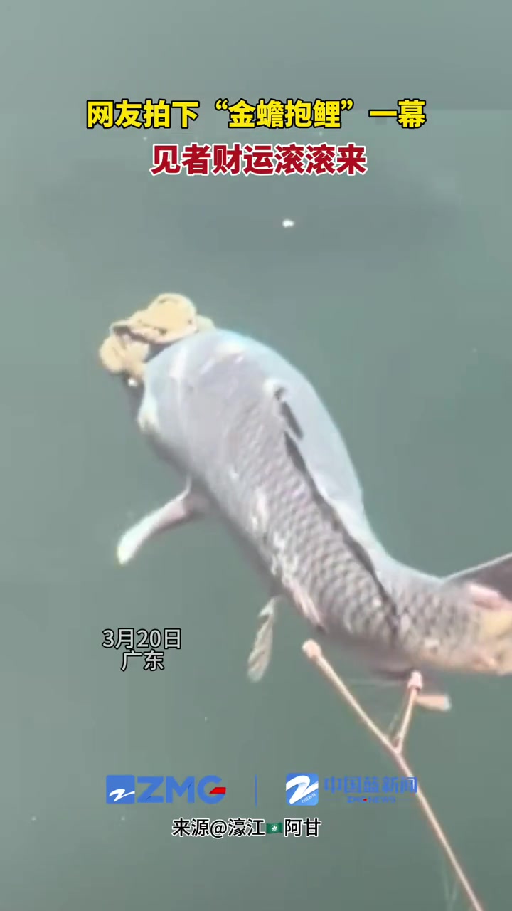 3月20日广东网友拍下金蟾抱鲤一幕见者财运滚滚来