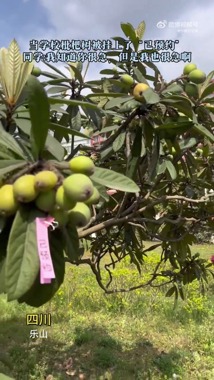 当学校的枇杷树被挂上已预约 同学,我知道你很急,但是我更急!近日,四