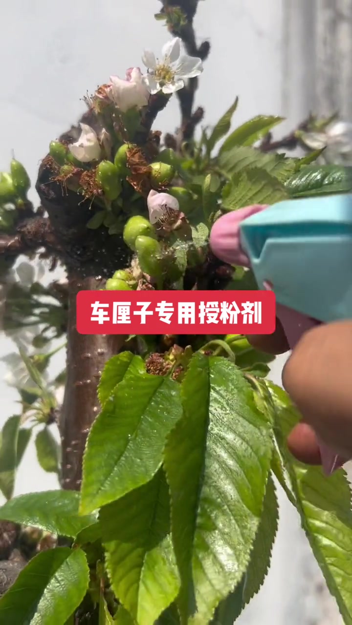 车厘子树苗 车厘子树苗 车厘子授粉药 车厘子树苗种植 贵州车厘子种植
