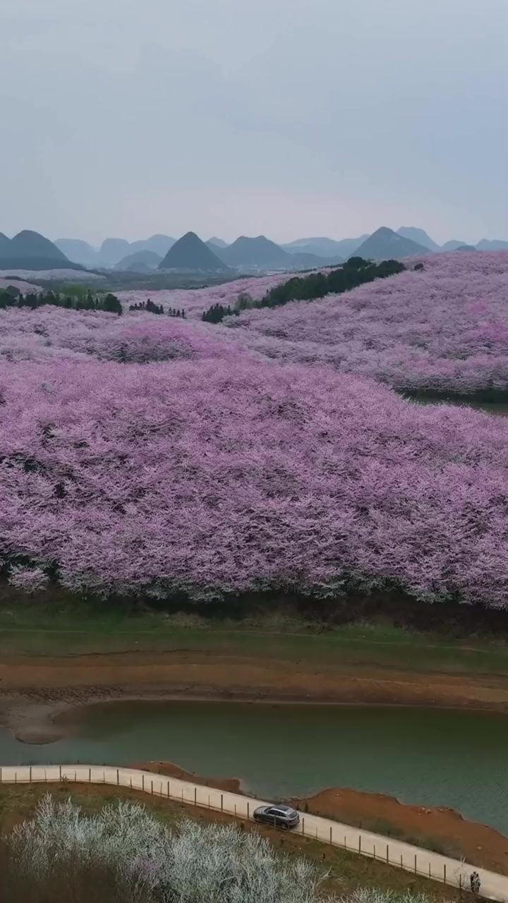 第170集|贵州平坝樱花盛宴,春日里的粉色梦境.