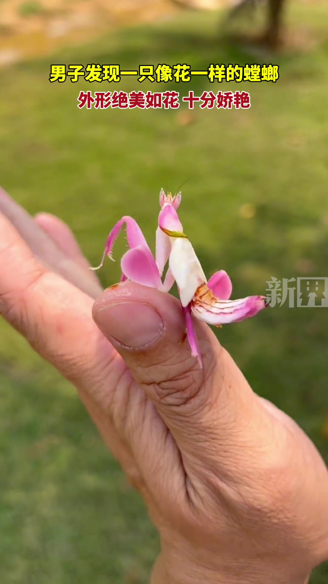 ,云南西双版纳,男子发现一只像花一样的螳螂,外形