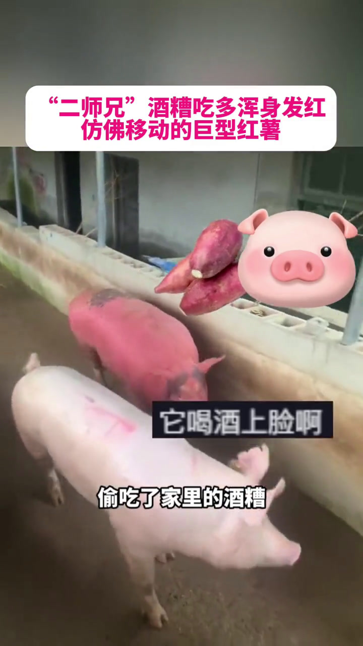 "二师兄"酒糟吃多浑身发红,仿佛移动的巨型红薯 二师兄