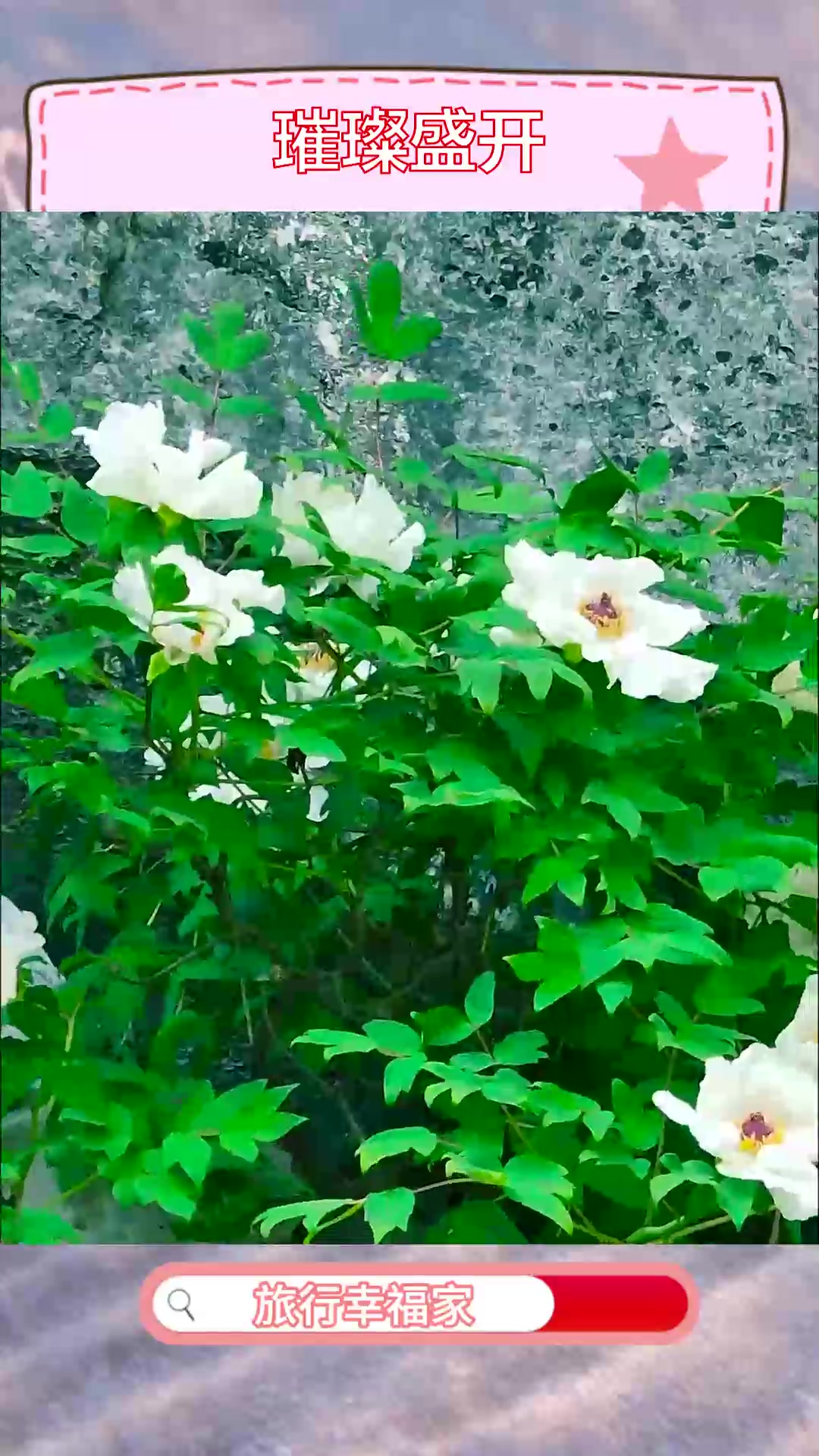 合肥巢湖银屏山的千年牡丹即将迎来4月初的最佳观赏期,一起去见证吧!