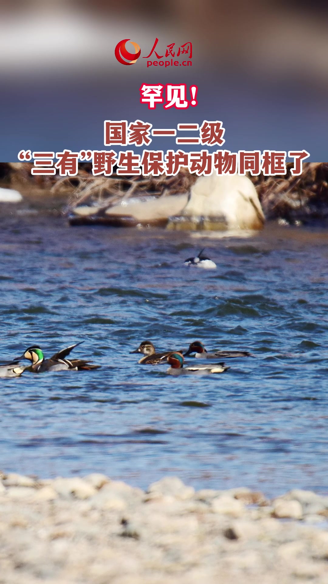 罕见!国家一二级,"三有"野生保护动物同框了-度小视