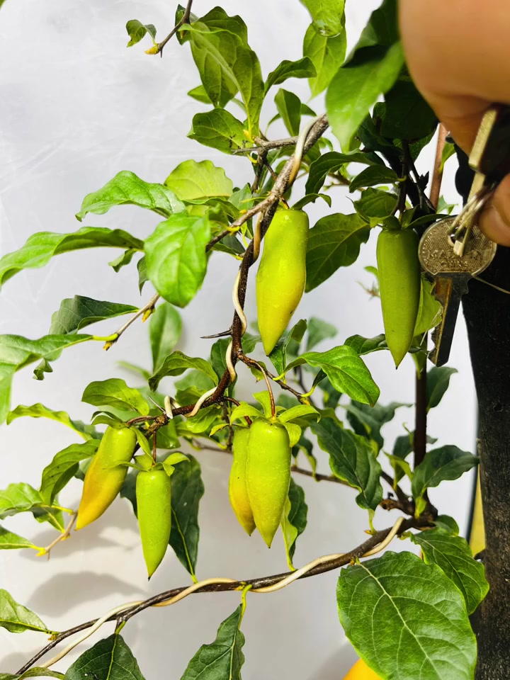 老鸦柿品种天花板—梦之雫