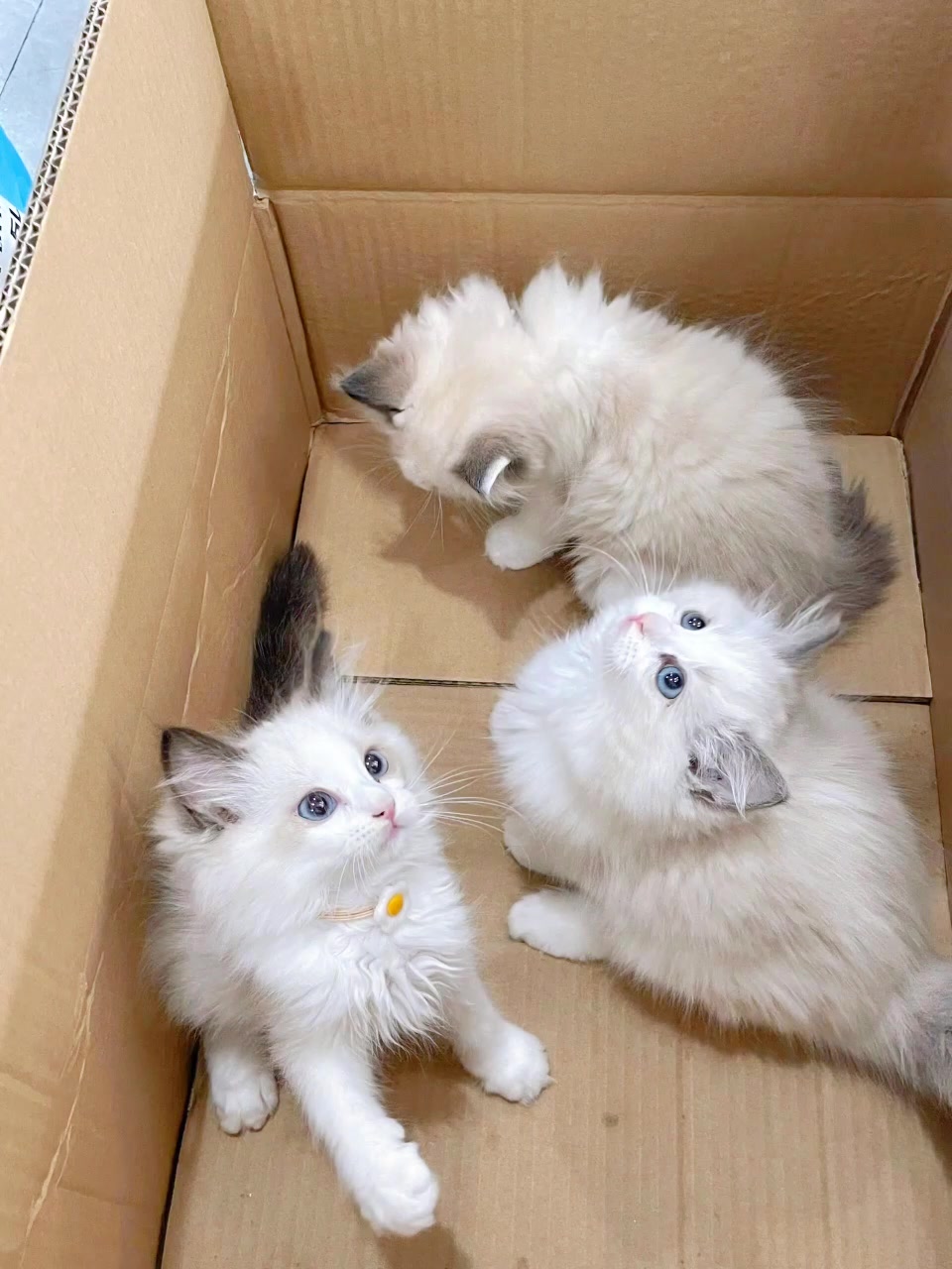 新出炉的小布偶!