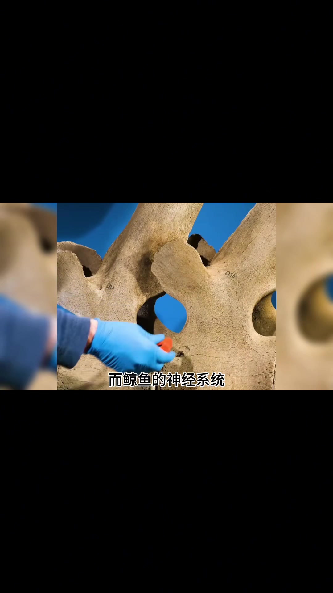 鲸鱼究竟有多大,通过脊椎骨的对比直观感受