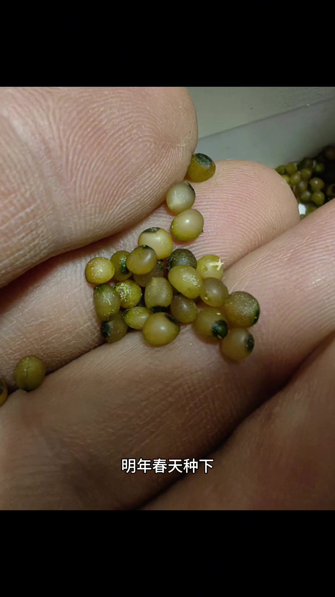 黄精的种子,有一年的休眠期