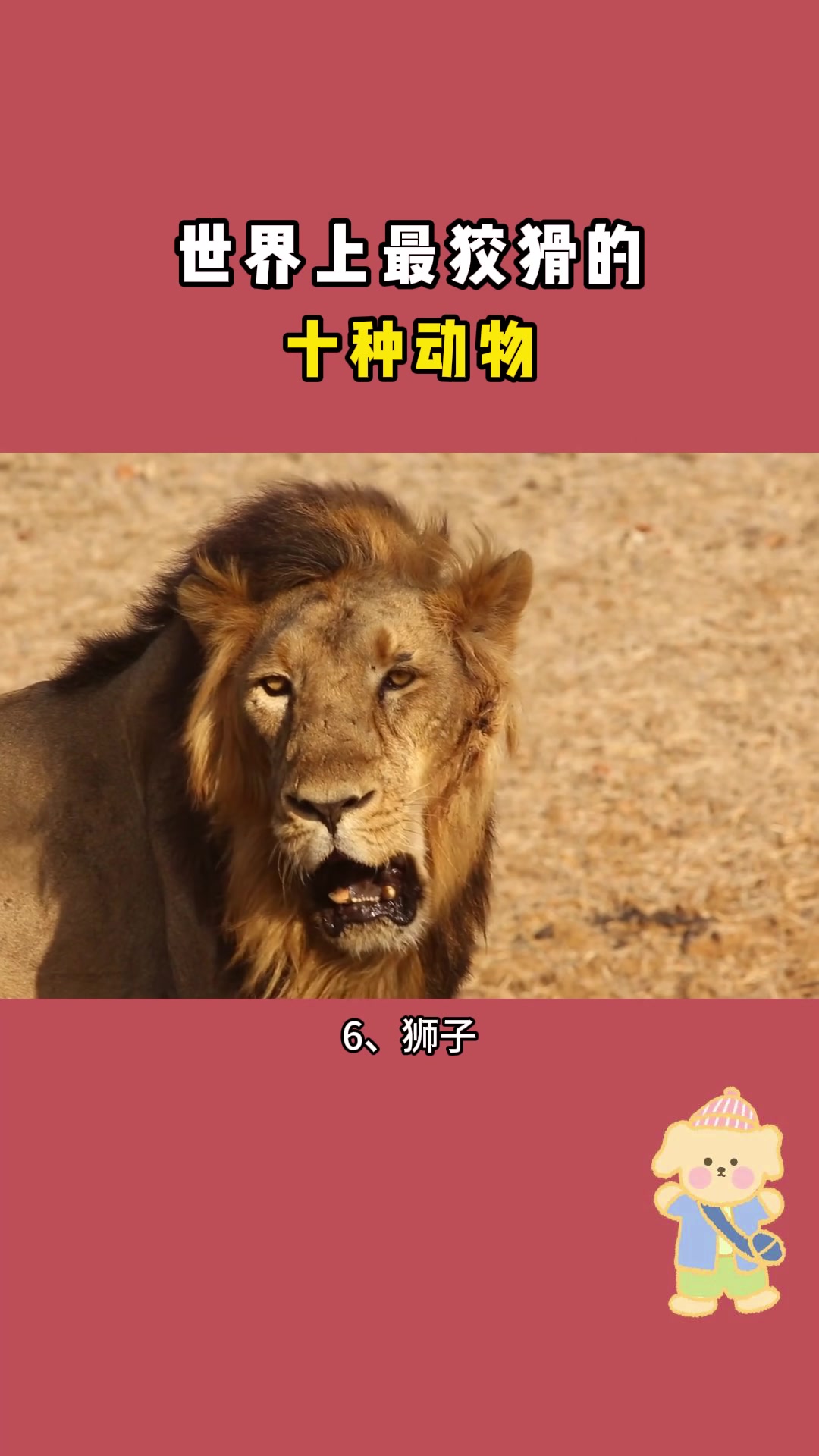 地球上最狡猾的十种动物,最后一种要小心!