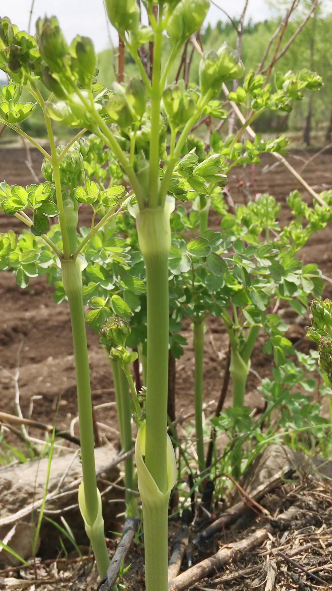 东北珍贵的山野菜:猫爪子菜