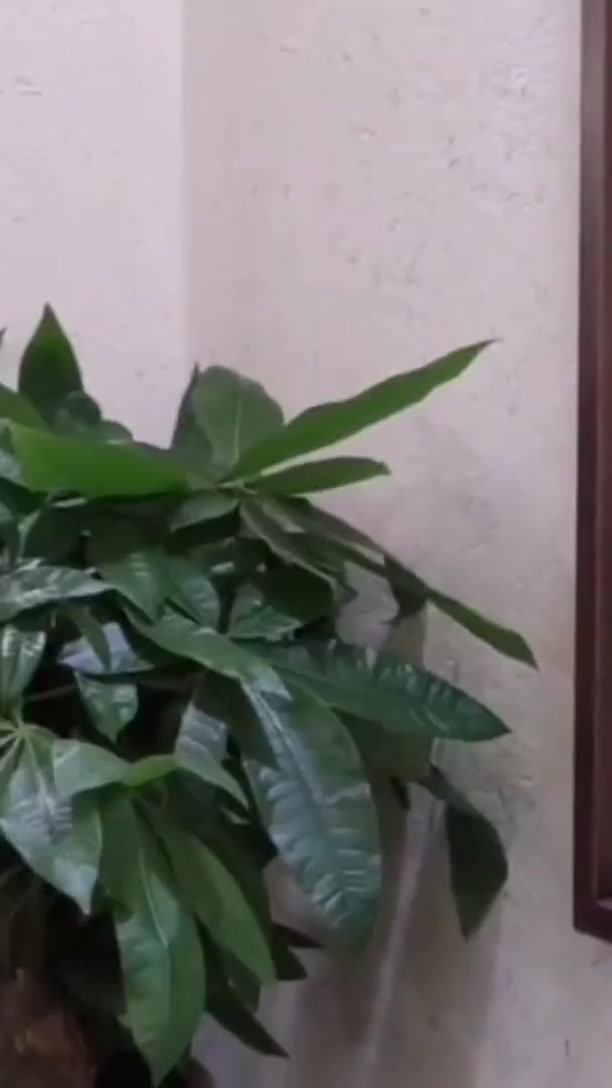 云南白色稻草漆墙面施工项目,大自然的气息