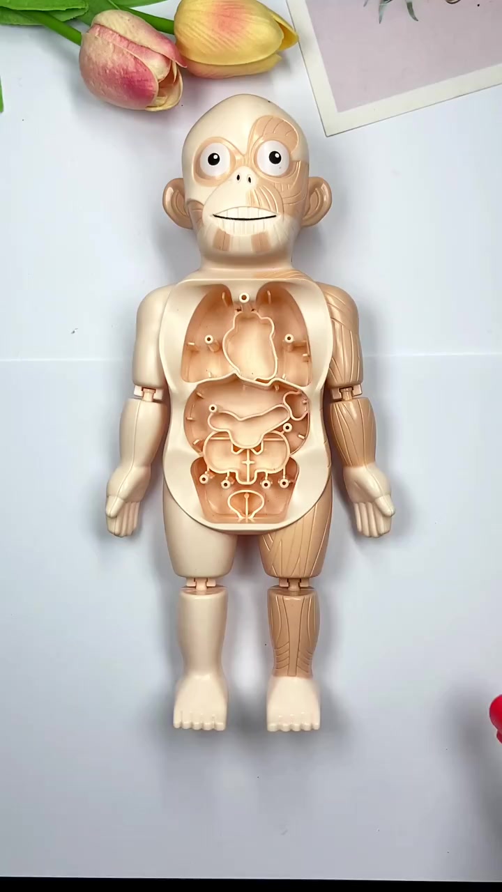 人体模型启蒙百科玩具,可以教会孩子认识各种器官及其功能,并爱虾己