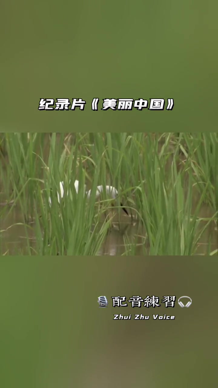 纪录片《美丽中国》&白鹭 纪录片推荐 李易老师配音作品 美丽中国