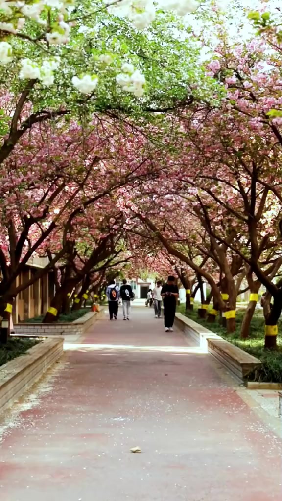 河南农业大学 樱花大道 四月的春天 四月第一天-度小视