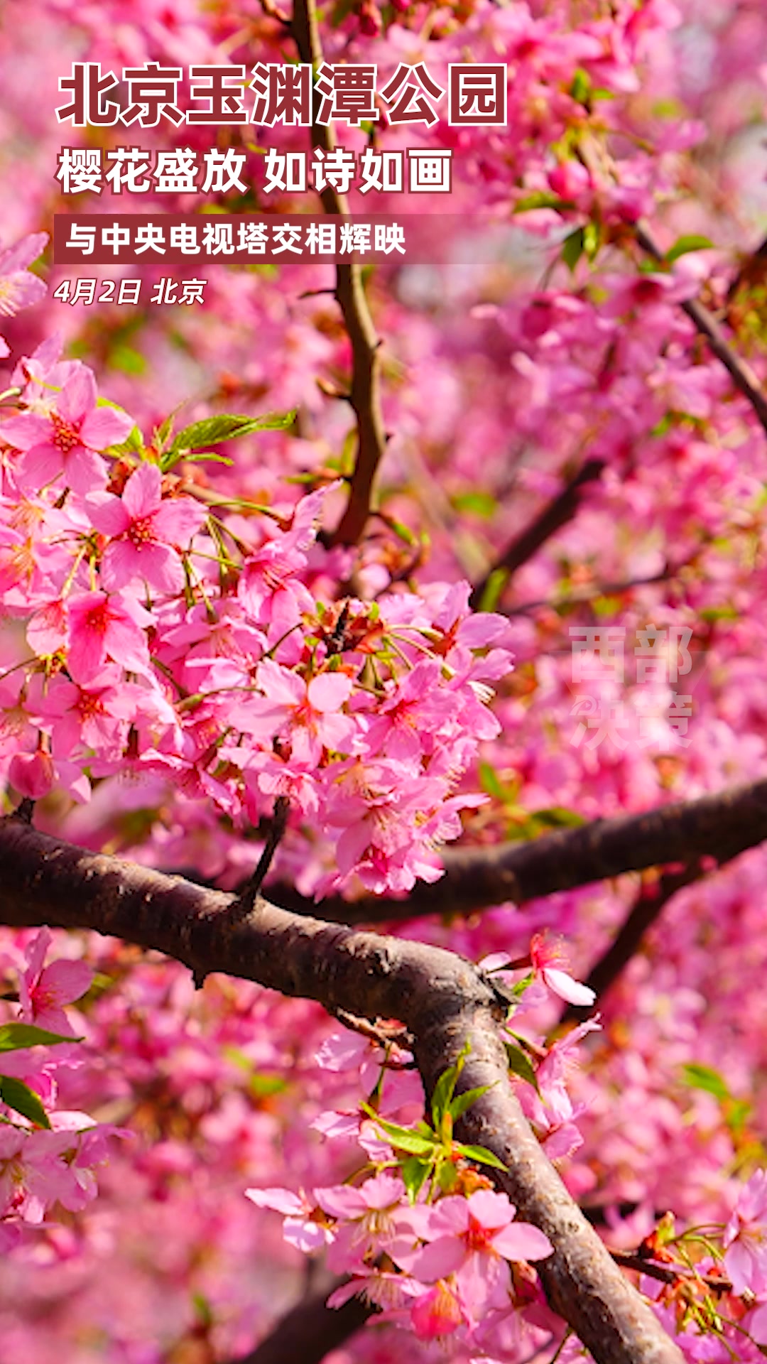 北京玉渊潭公园樱花盛放美如画-度小视