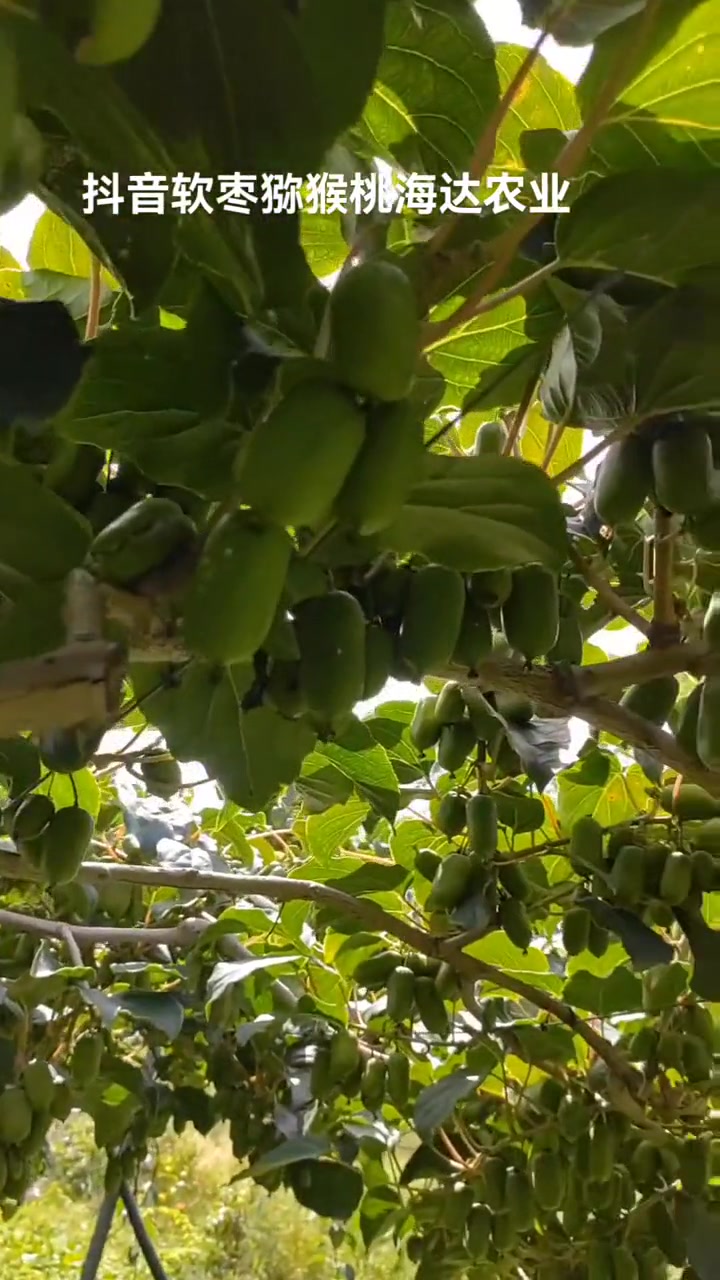 东北野生软枣子,人工栽植!软枣猕猴桃 软枣猕猴桃 苗 软枣猕猴桃 树苗